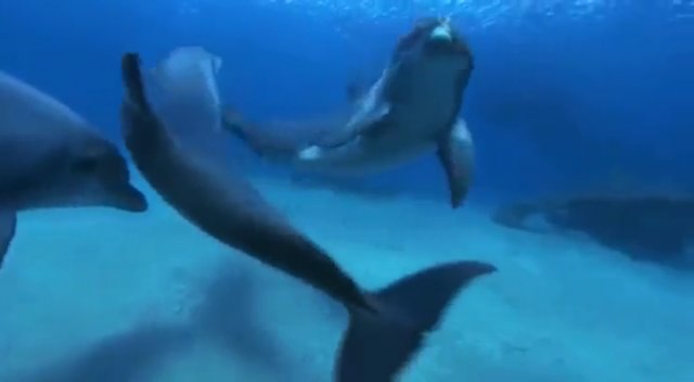 Подводный Мир Дельфинов. Underwater World of Dolphins.