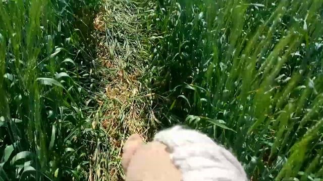 Влог в полях / хоббихорсинг Россия