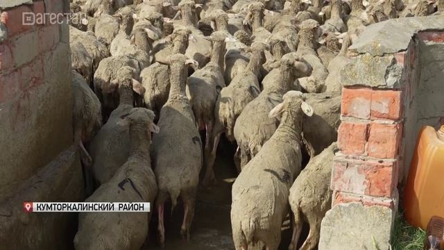 В животноводческих хозяйствах Дагестана проходит купка овец
