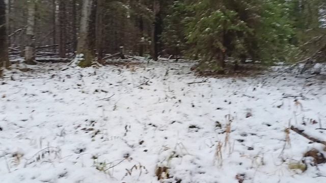 Охота на лося по первому снегу.