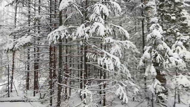 Один в тайге. На промысле с собаками