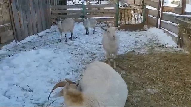 Все про коз: содержание, покрытие, кормление. "Мое Подворье"