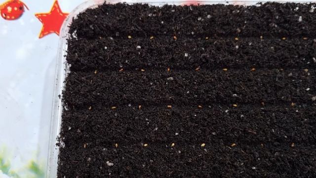 Раскрываю секрет выращивания виолы. Виола от посева до цветения, сроки посадки виолы.