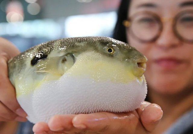 Рыба фугу - деликатес с риском для жизни