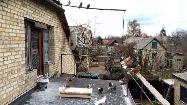 Серпатые Голуби Горловки.