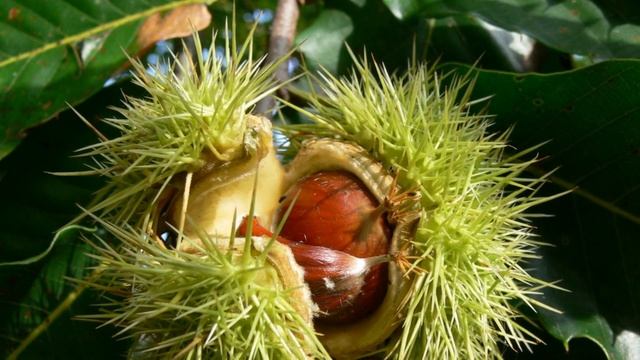 Как Выращивать  Съедобный Каштан из Плода Дома