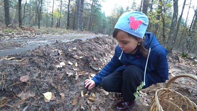 Где растут белые грибы ? Как искать белые грибы в лесу ? Сбор грибов с собакой ! Белые грибы 2022