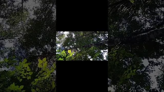 Красивые звуки природы 😍😍😍😍😍