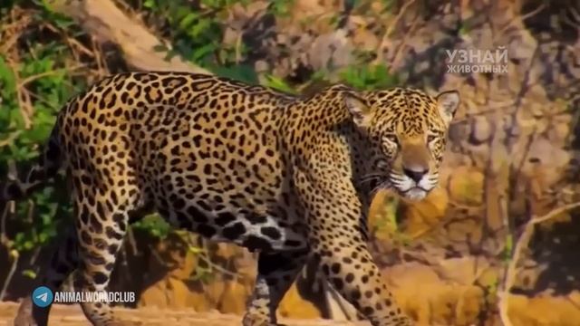 ЯГУАР В ДЕЛЕ – мускулистый убийца из Южной Америки! Ягуар против каймана, капибары и анаконды!