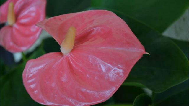 Видео и фото цветения 26 сортов антуриума. Как купить цветок антуриум