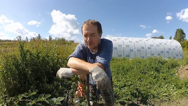 ОСОБЕННОСТИ ВЫРАЩИВАНИЯ ЕЖЕВИКИ // КУМАНИКА И РОСЯНИКА // УРОЖАЙНОСТЬ