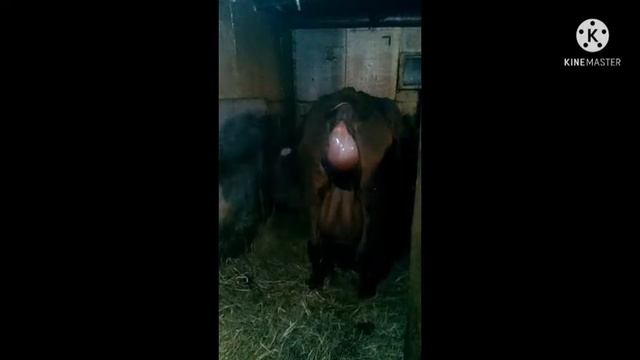 Долгожданный отел.