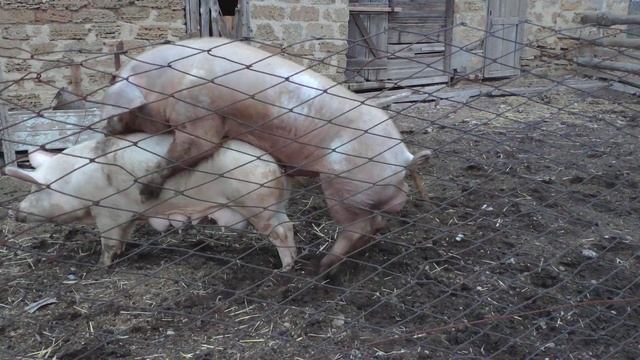 Осеменение свиньи естественным способом / хряк дюрок-пьетрен ( Кантор)