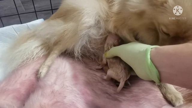 #роды#шпица Первые признаки родов у шпица. Роды