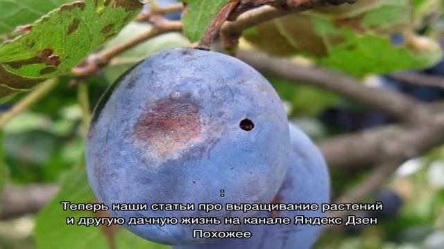 Избавляемся от сливовой плодожорки