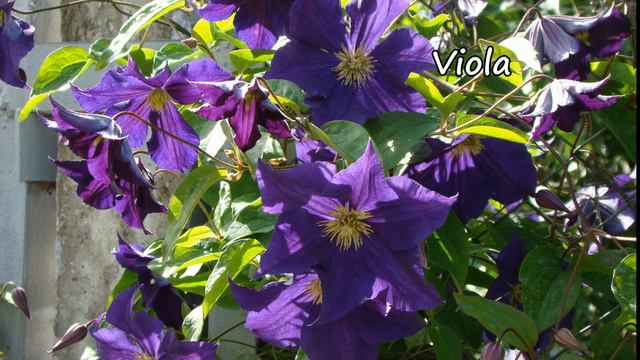 Клематисы-2023. Мои итоги сезона