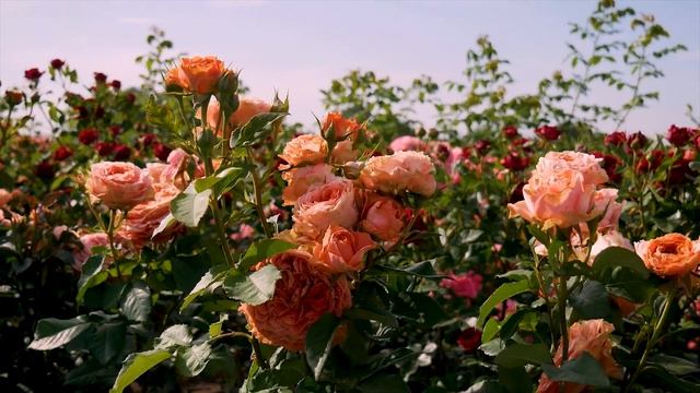 Роза Корал Экспрешн (Спрей) -Coral Expression (Эквадор)