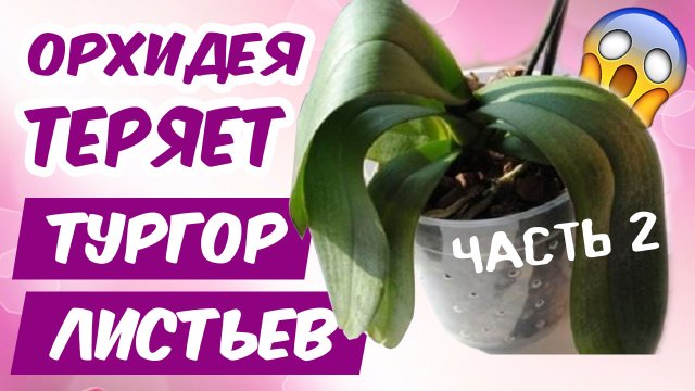 Орхидея теряет тургор листьев ч.2 ? КАК УСКОРИТЬ РОСТ КОРНЕЙ орхидеи / Почему вянут листья