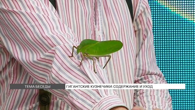 Гигантские кузнечики: содержание и уход