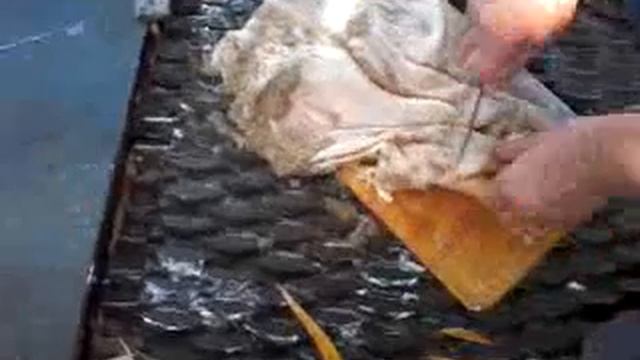 ЖЕЛУДОК -ТРЕБУХА БАРАНА ,КОРОВЫ ,КОЗЫ БЫСТРО ПОЧИСТИТЬ В ДОМАШНИХ УСЛОВИЯХ ЗА 10 МИНУТ