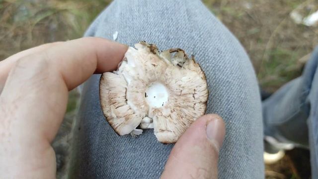 Как отличить съедобный Шампиньон?