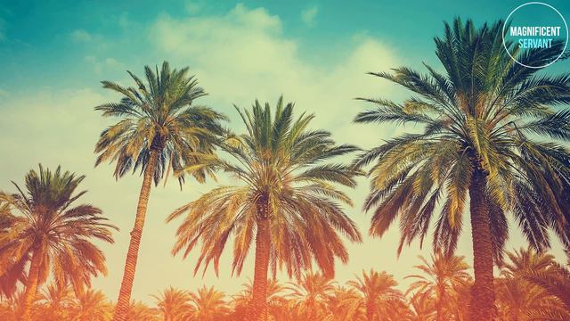 Очень красивые нашиды без музыки.