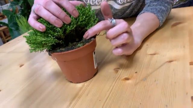 Домашний кустарник Хебе | Лайфхаки и секреты ухода