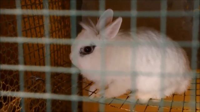 Самарский приют для бездомных животных "Твои друзья"