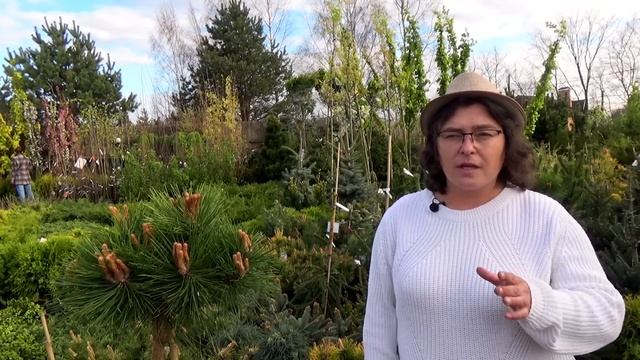 Хвойные на штамбе: обзор видов для неугомонных садоводов