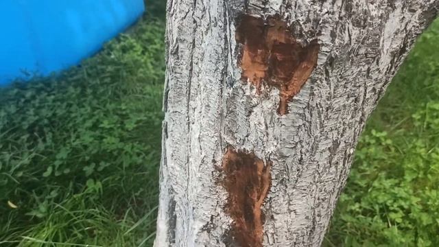 Как вылечить дерево от грибка в вашем саду!