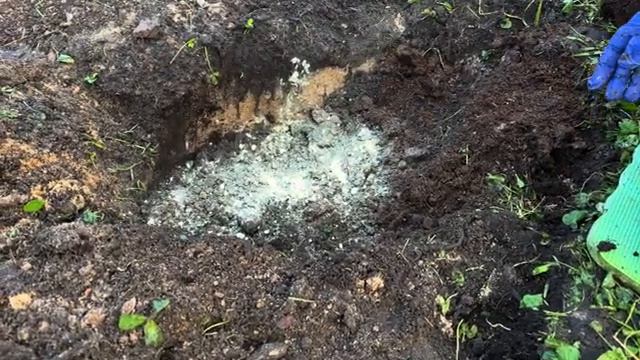 Как правильно ухаживать за растениями в саду