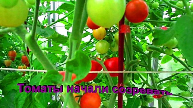 "Томаты в теплице"#Огород#Сад#Дача