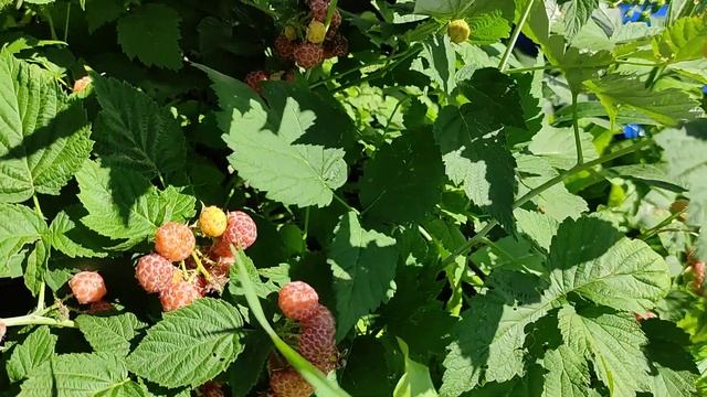 МАЛИНА Желтый Кумберленд. Желтая черная малина ))