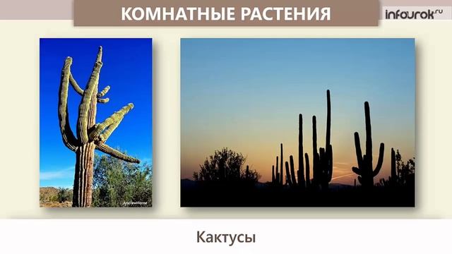 Окружающий мир, 2 класс (Урок№19 Комнатные растения, их роль в жизни человека.Происхождение и уход).