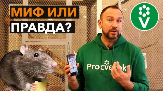 Можно ли ОТПУГНУТЬ МЫШЕЙ И КРЫС с помощью телефона?