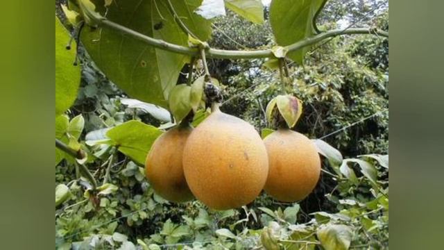 Гранадилла | Все полезные свойства (гренадин)