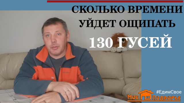 Сколько в день я ощипываю гусей , сколько пуха можно взять с 1 гуся. Часть 2. Мое Подворье