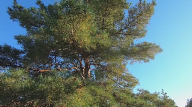 Осенний сосновый лес в 4к 60fps. Осенний футаж. Солнечные блики в лесу. Хвойный лес. Релакс-видео.