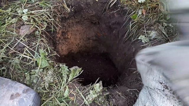 Посадка жимолости осенью, с закрытой корневой.