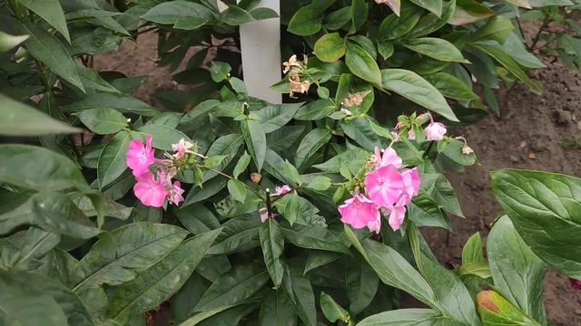 Флоксы метельчатые.Как продлить цветение флоксов. ??