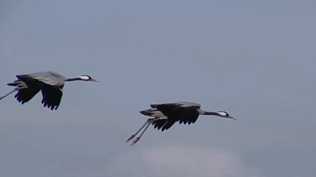САМЫЕ СИЛЬНЫЕ 🕊️  ЖУРАВЛИ ФАДЕЕВА (Кульминация) #Фадеев #Romadin #Журавли