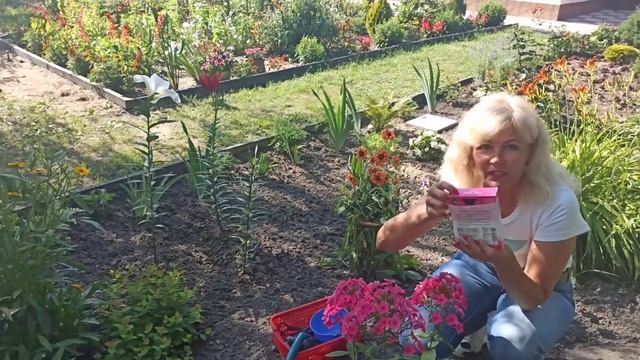 Флокс метельчатый уход. Как выращивать флоксы. Чем подкормить флоксы