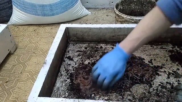 Дендробена. Фасовка червя. Бизнес на червях
