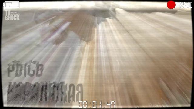 САМЫЕ ОПАСНЫЕ ХИЩНИКИ - ОТРЯД КОШАЧЬИ