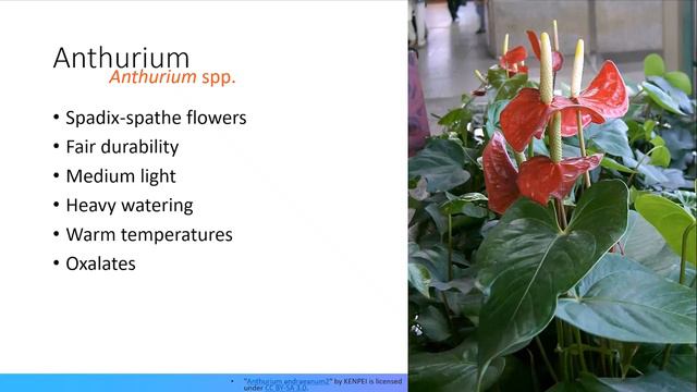 Success with Indoor Plants: Four Seasons Gardening Webinar