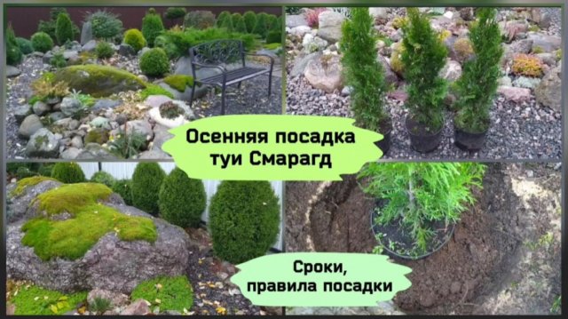 Осенняя посадка туи Смарагд.Сроки и правила посадки ( октябрь 2022 г.)