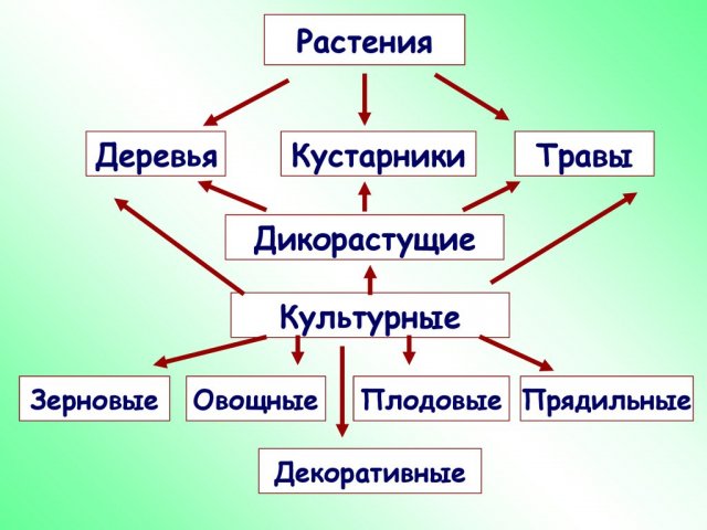 Окружающий мир, 2 класс (Урок№17. Дикорастущие и культурные растения. Дикие и домашние животные).