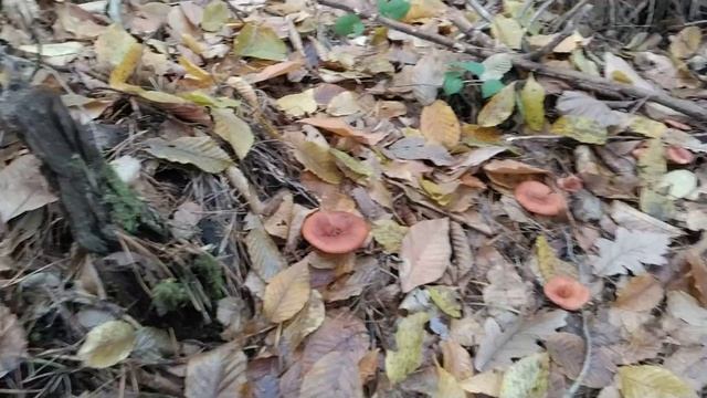 Говорушка рыже-бурая, или перевёрнутая, очень сомнительный грибочек. Грибная азбука.