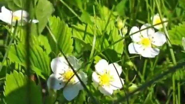Владимир  Мигуля Земляничная поляна