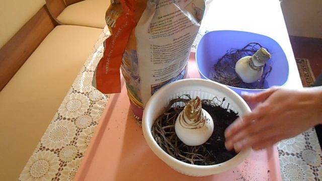 ГИППЕАСТРУМ. Посадка луковиц после зимнего покоя